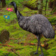 Big emu forest escape