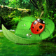 Ladybug rainforest escape