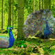 Peafowl forest escape