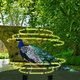 Wow escape game save the peafowl