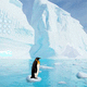 Wow penguin escape home back