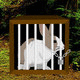 Wow rain forest rabbit escape